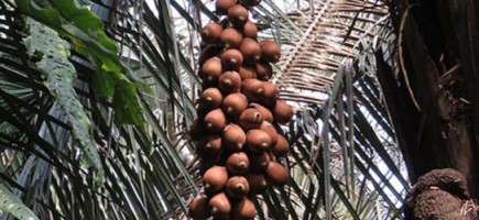 Früchte an einer Palme.